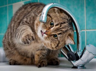 У Мукачеві сьогодні не буде води на 22 вулицях