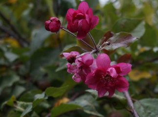 Посеред вересня в області вдруге розцвіла райська яблуня