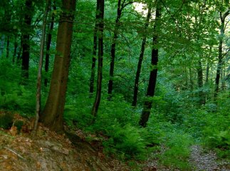 Жінка була непритомною: медики розповіли про випадок, який трапився у лісі