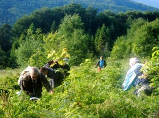Бізнес по-закарпатськи: краяни почали збирати яфини