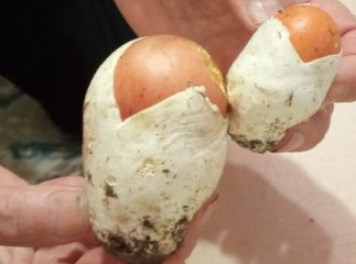 Жінка знайшла у лісі на Закарпатті рідкісного гриба