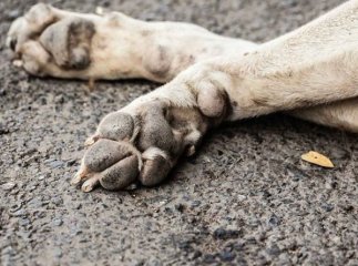 Молода закарпатка до смерті замучила собаку Молода закарпатка до смерті замучила собаку