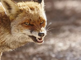 Дозволено провести 19 та 26 березня: що ухвалила Рада оборони області