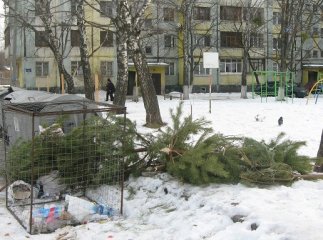 Що робити з ялинкою: мукачівцям розповіли, куди приносити новорічне дерево