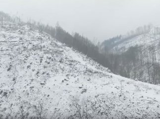 Мережу сколихнуло нове відео масштабів вирубку лісу на Закарпатті
