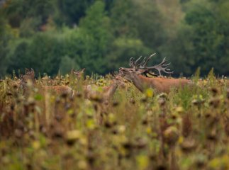 На Закарпатті оголосили особливий режим із важливою пересторогою