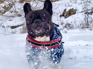 Породи собак, які найбільше мерзнуть взимку