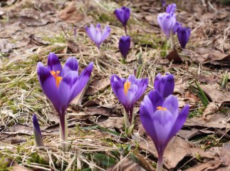 У нацпарку «Синевир» пильнуватимуть, щоб люди не зривали червонокнижні первоцвіти