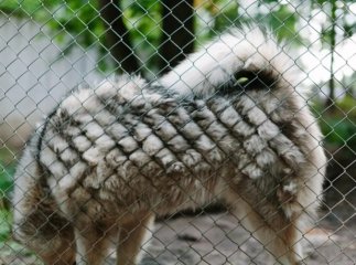 Тварини у клітках із цвіллю: на Закарпатті розслідують скандал у екопарку Тварини у клітках із цвіллю: на Закарпатті розслідують скандал у екопарку