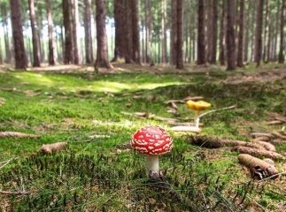 Знову отруєння грибами: на Закарпатті сім’я потрапила до лікарні
