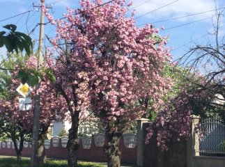 У Мукачеві росте найстаріша сакура Закарпаття