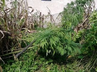 На Перечинщині селяни вирощували нарковмісні рослини (ФОТО)