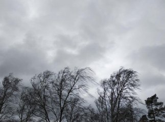Сьогодні по обіді й до ночі на Закарпатті буде сильний вітер
