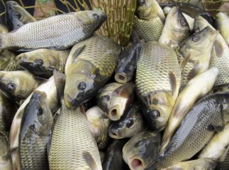 В одній із громад виявили самовільно облаштовані рибні ставки