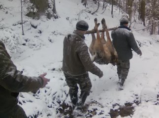 На Закарпатті застрелили здоровенного вовка