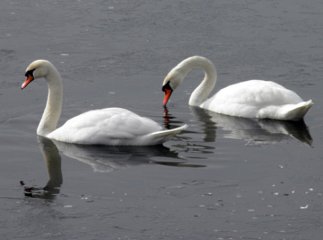 Ужгородські рятувальники звільнили лебедів з крижаної пастки (ФОТО)