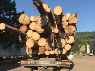 Поліцейські затримали авто з нелегальною деревиною