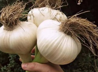 Головки часнику та цибулі будуть як кулак: чим підживити їх у червні