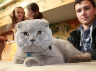 На Закарпатті оберуть найгарнішу кішку