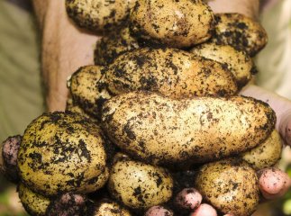 Підживіть цим картоплю до цвітіння — і вона буде гігантських розмірів Кращі добрива для картоплі