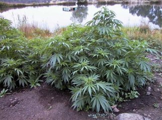 Закарпатські правоохоронці продовжують вилучати наркотики