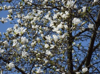 Мукачівці та гості міста вже милуються цвітінням сакур та магнолій