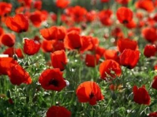 В мукачівки на городі знайшли сім десятків стебел маку