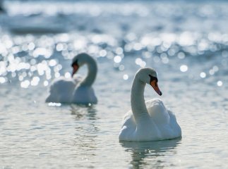 Білосніжні лебеді знову милують погляд ужгородців