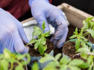 Коли сіяти помідори на розсаду в березні