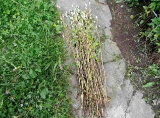 На жінку завели кримінальну справу за вирощування маку