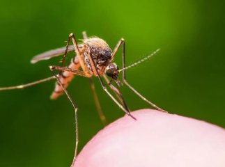 Що робити, щоб не кусали комарі: дієві поради