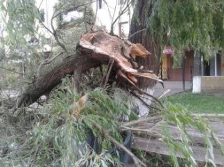 На проспекті Свободи в Ужгороді на дитячий майданчик впало величезне дерево