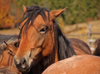Через відсутність снігу закарпатці вигадують нові атракції, щоб заманити туристів (ВІДЕО)