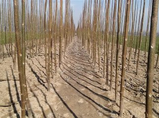 На Закарпатті висадили унікальне швидкозростаюче дерево