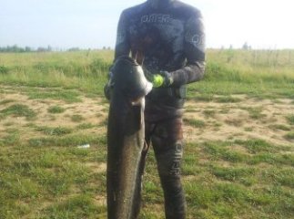 Ужгородець зловив півтораметрового сома