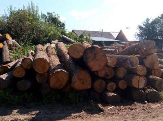 У ході обшуку на Хустщині виявлено понад 70 куб.м деревини цінних порід