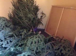 Правоохоронці вже склали більше десятка адмінпротоколів на незаконних торгівців ялинок