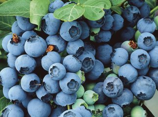 В області є унікальна плантація лохини, яка приваблює туристів