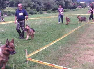 На міській набережній Мукачева провели вже традиційну виставку собак (ФОТО)