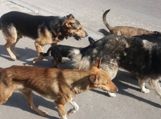 Зграя собак напала на вагітну жінку і двох її дітей