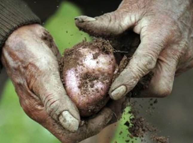 Жінка за ніч залишила фермерське господарство без центнера картоплі