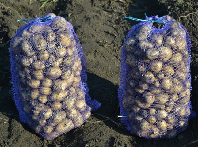 Посадовці Тячівської РДА закупили картоплю вдвічі дорожче її ринкової вартості
