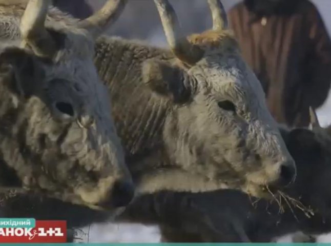 Журналісти каналу "1+1" розповіли про унікальних закарпатських корів, які не дають молока