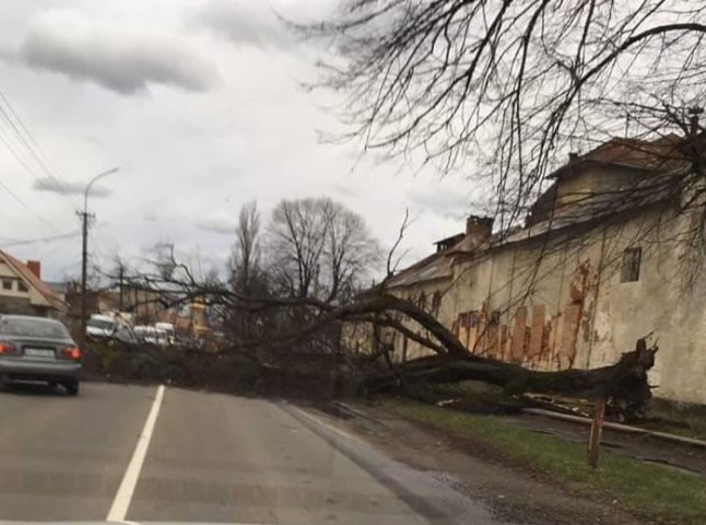 У Мукачеві на дорогу впало дерево і перекрило рух