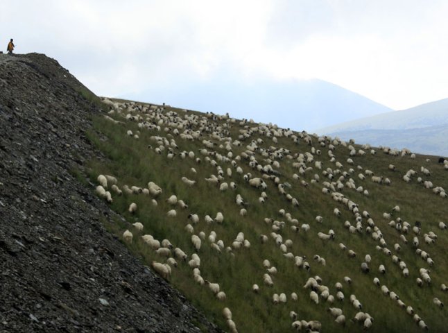 У лісах Перечинщини заблукав молодий пастух
