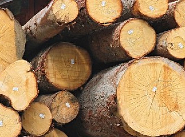 За ініціативи СБУ закарпатське підприємство, засноване громадянами Росії, позбавлене права експорту деревини