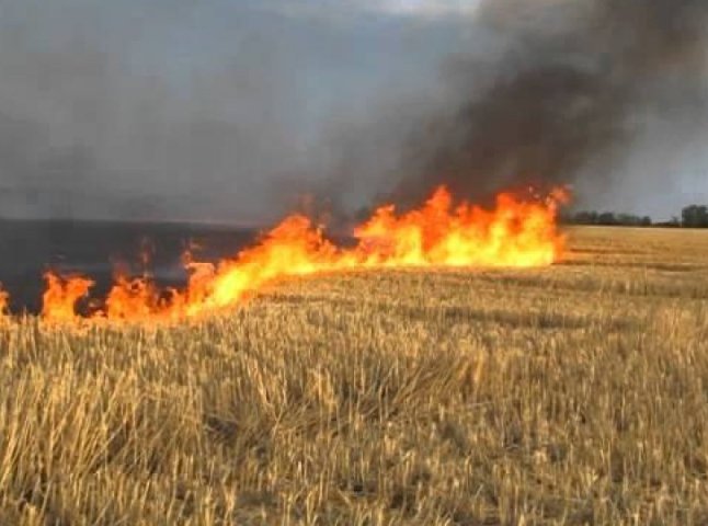 За добу на Закарпатті 12 разів горів сухостій