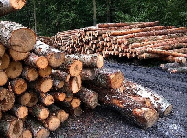Закарпатця засуджено за незаконну порубку дерев у лісництві
