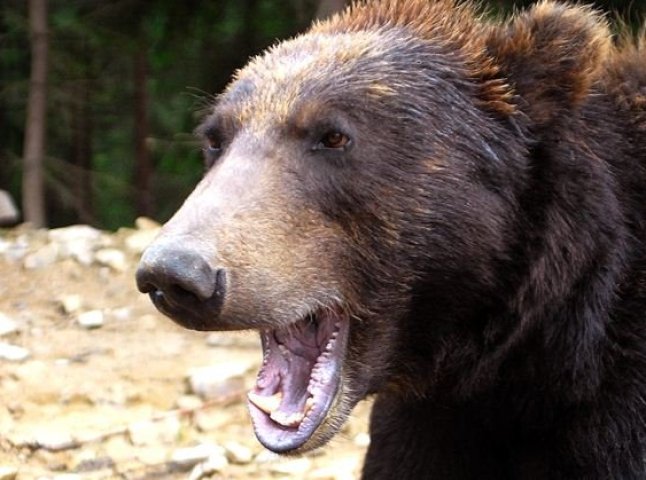Приїхати на Закарпаття, щоб побачити ведмедів на волі - нова туристична родзинка області (ФОТО)