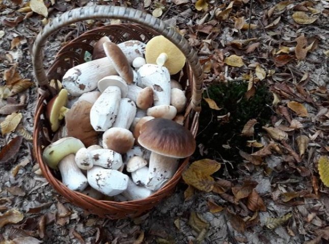 Знайшли 35 кг: закарпатці хизуються грибним врожаєм